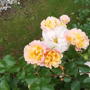 https://casa-gabry-bouganville.it-lombardy.com
